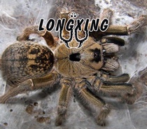 Horn Babu Collection Variety West African Small Horn Babu 5-11cm Foot Exhibition