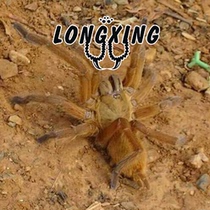 chilobrachys sp sai yok foot show 13-14cm Thailand new breed pet spider live