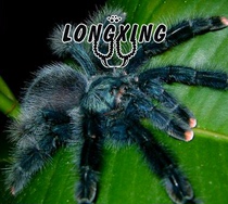 Brazilian blue-green pink toe foot exhibition 1 5-2cm docile pet spider