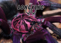 Gloria Giant Steel Blue Food Bird Spider Foot Exhibition 9cm PAM is a large South American land-dwelling pet plaything