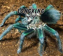 Haiti Coffee bird spider Green is full of green non-green legged exhibition 5cm pet spider