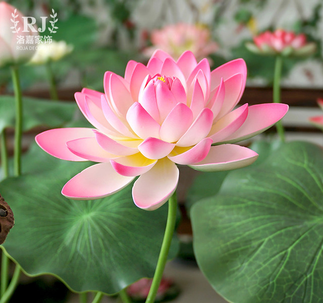 ໃບ lotus ຈຳ ລອງ ດອກ ໄມ້ ປອມ lotus simulated ດອກ ພາດ ສະ ຕິກ ພືດ ຂຽວ ຂະ ຫນາດ ໃຫຍ່ pole pool ຕົບ ແຕ່ງ ຮູບ ພາບ ການ ປະ ຕິ ບັດ ການ ເຕັ້ນ props