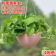 Светло -розовый [Pot+Net+Plugs+Chain]
