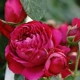 Red Dragon Sand Gem Rose