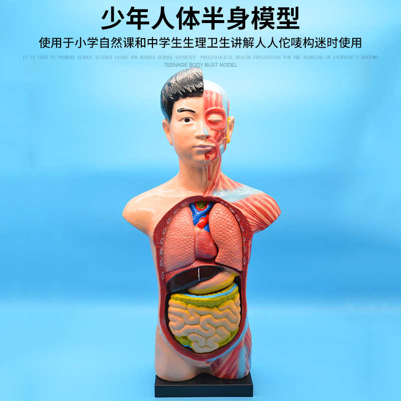 人体模型少年- Top 50件人体模型少年- 2026年6月更新- 淘宝Taobao｜天 