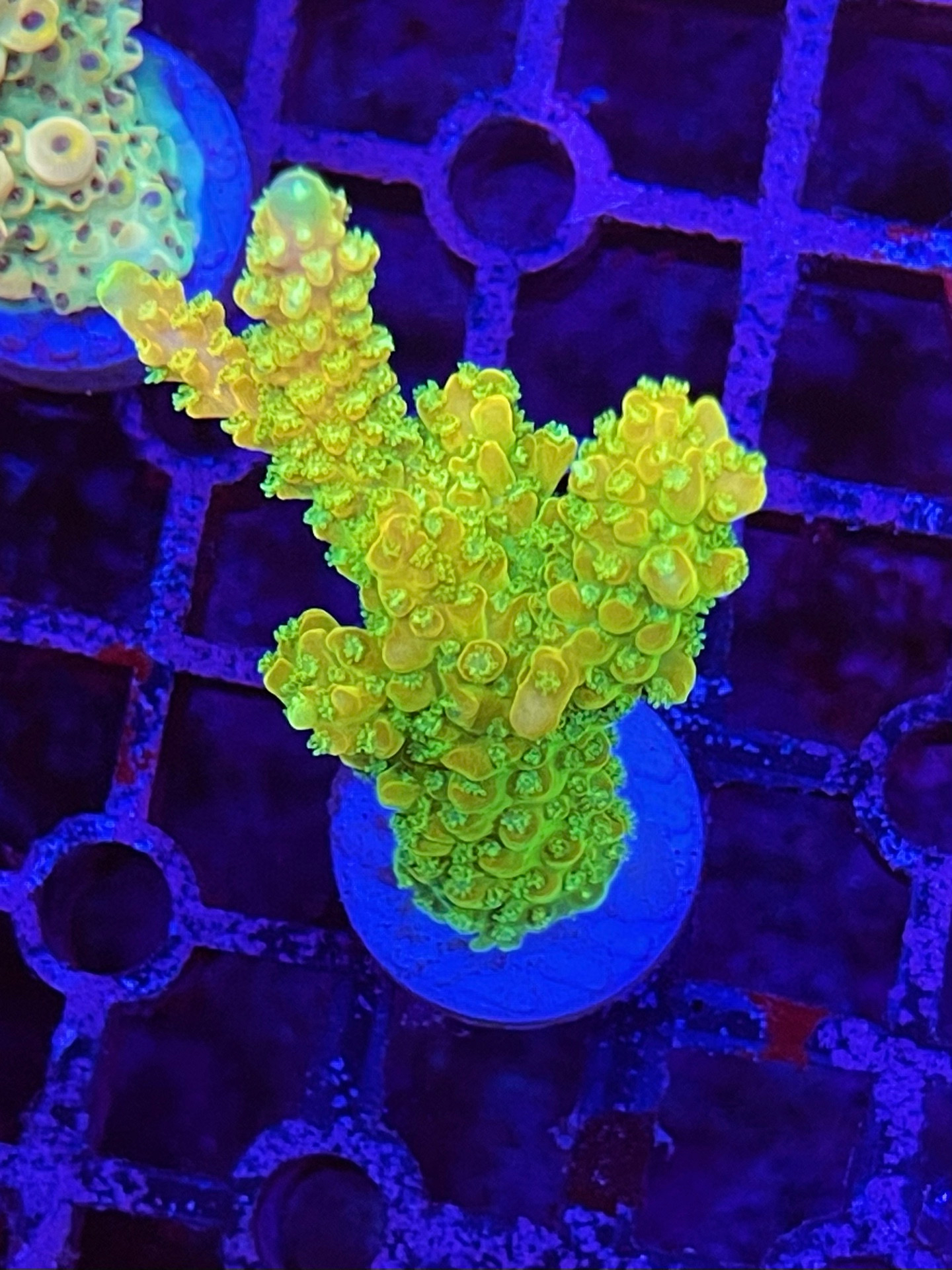 25年必买海缸神物！SPS硬骨珊瑚鹿角RR彩虹织布机种草指南-珊瑚