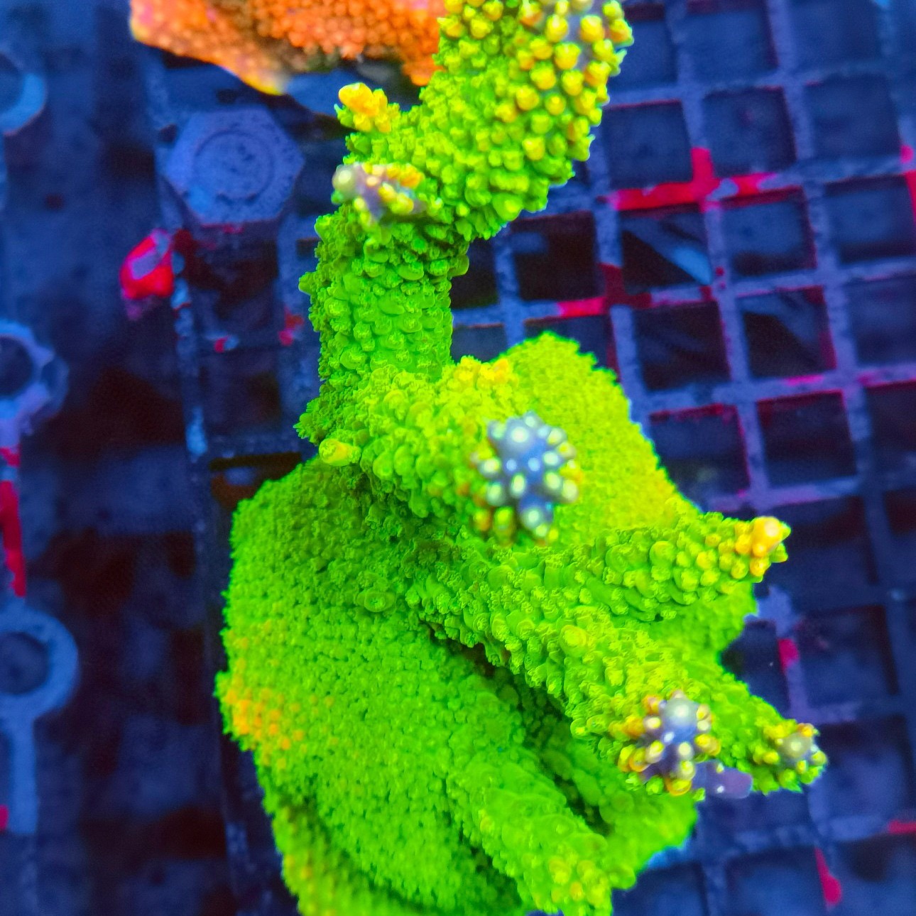 珊瑚 出换纽扣珊瑚- 北京地区- CMF海水论坛- 手机版- Powered by Discuz!