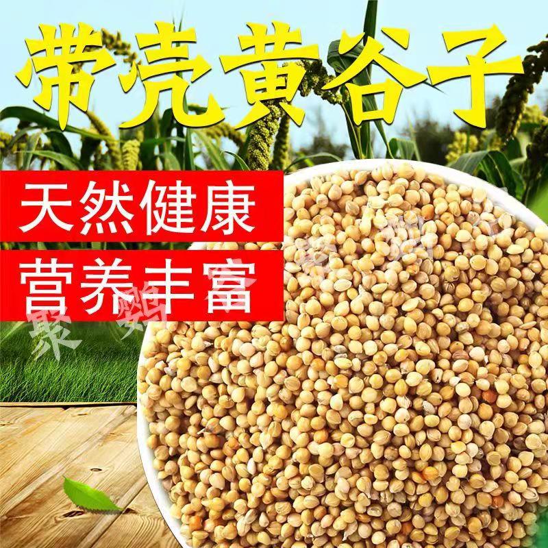 Fresh selection of yellow millet with Shell millet tiger skin peony Xuanfeng small and medium-sized parrot bird grain 5kg