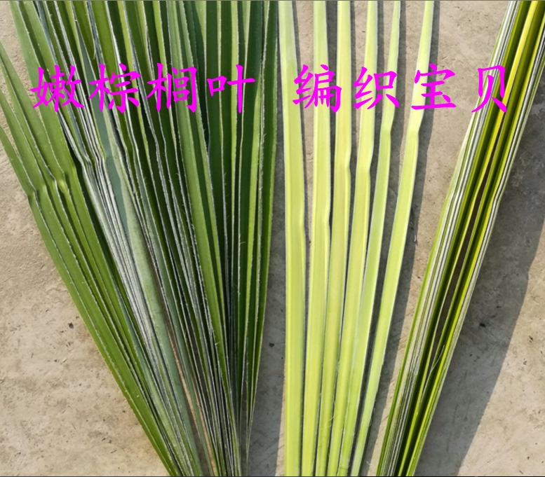 Fresh and Tender Palm Leaves, Palm Tree Leaves for Weaving Butterflies and Grasshoppers, Palm Weaving Materials Freshly Picked for Weaving Crafts, Leaves for Tying Zongzi