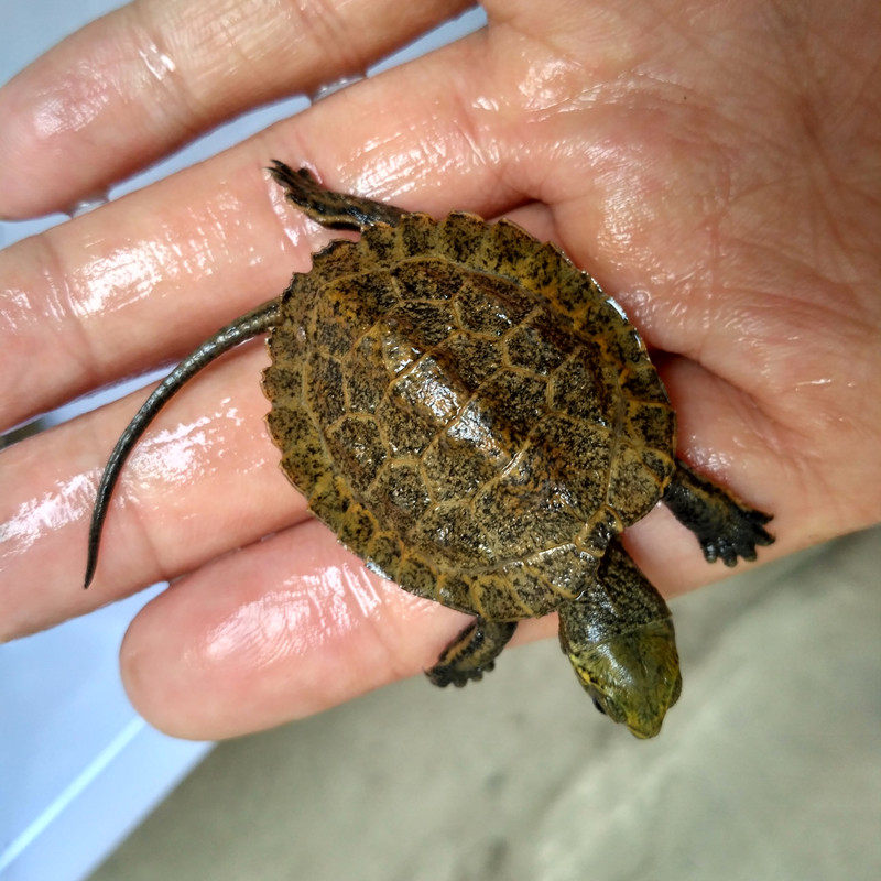 纯种日石龟大龟苗，冷水龟界的「招财神兽」，你值得拥有！🔥-龟-淘宝好物网