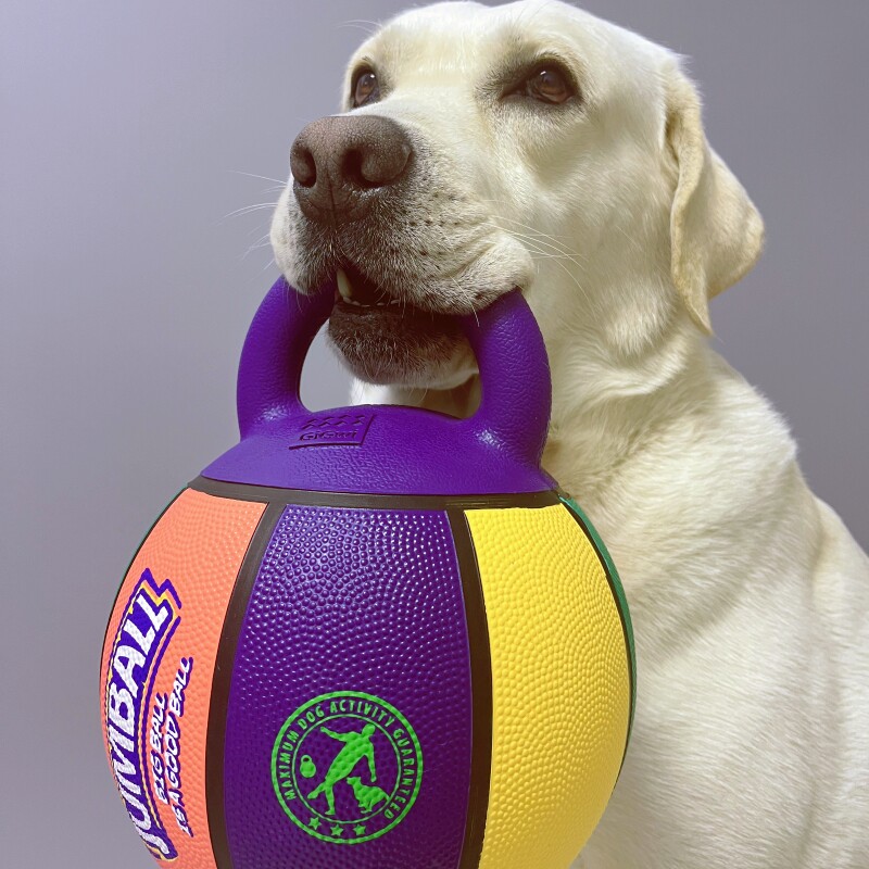 Hong Kong expensive for JBG Gwi tour to search for interactive edge pastoral training outdoor large dog basketball