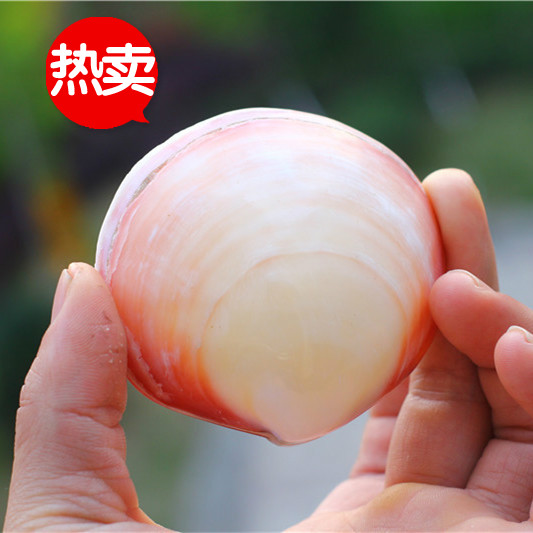 Special price natural conch shell powder clam scallop girlfriend birthday gift island souvenir home furnishings coral