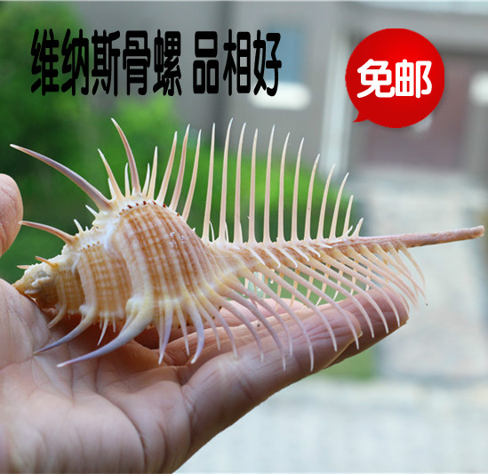Natural Sea Snail Shells Venus Bono Witch Bone Snail Specimen Stud SHOP WINDOW FISHBOWL WATER FAMILY DECORATED CORAL-TAOBAO