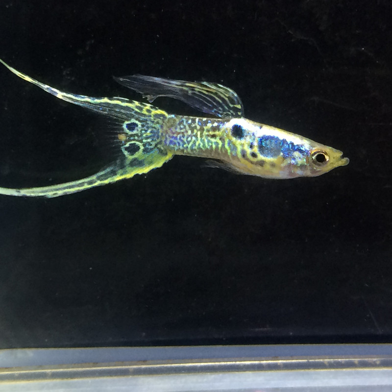 Twin Sword Elf Jinji Peacock Fish Peacock Fish Living Pure Breeds Ornamental Fish Galactic Twin Sword Peacock Fish Living