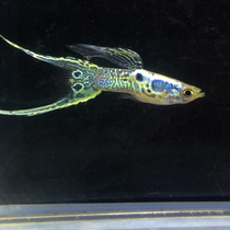 Double Sword Elf Collection Guppy Fish Guppy Fish Live Purity Ornamental Fish Galaxy Double Sword Guppie Fish Live