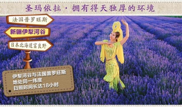 Xinjiang St. Maya Hoa Oải Hương Tinh Dầu Đơn Phương 10 ML Hương Liệu Chăm Sóc Da Điều Trị Da Mặt Ngủ Chăm Sóc Tóc tinh dầu trầm hương