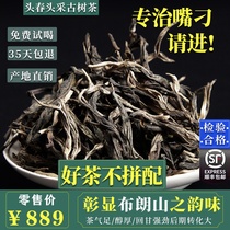 云南普洱茶生茶散茶散装2024年头春300古树1斤勐海布朗山普洱生茶