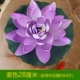Лотос (содержащий листья лотоса) светло -фиолетовый 28 см