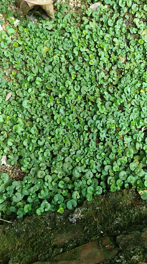 Fresh Copper Money Grass Small Leaf Gold Money Grass Wild Horseshoe Golden Bubble Water Herb Gold Money Herbal Tea Pocketbook Golden Key