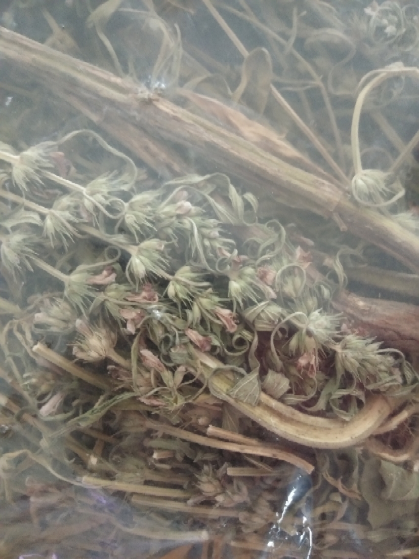 2021 New dried products Wild motherwort aunt grass Safflower Whole plant whole grass Chinese herbal medicine with flowers and leaves