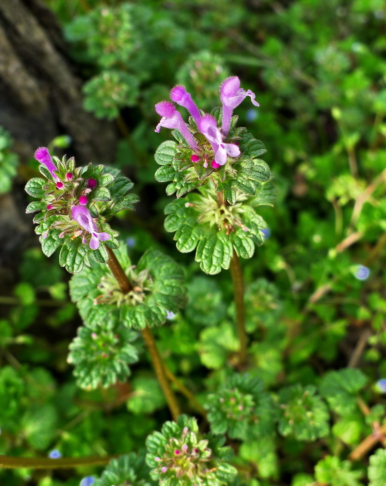 Fresh Wild Bogegrass Pearl Lotus Seed Herb Lotus Terrace Selfheal 500g