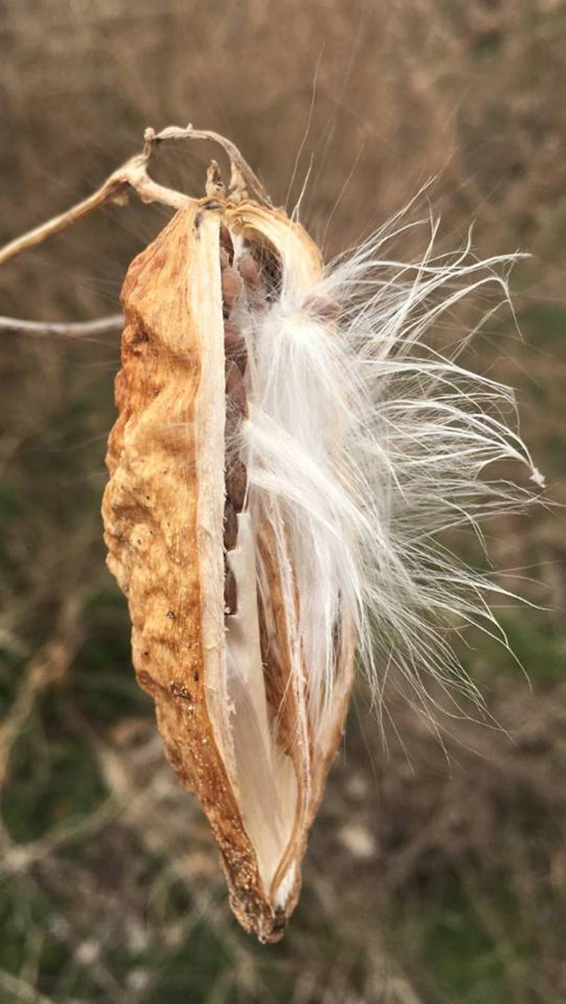 Wild Dry Pint Fruit Milky Fruit Milk Berries Goat Horns Sky Pulp Crust Cranberry Milkweed Milk Condone Berries