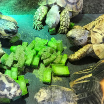 Reptile pet succulent cactus tortoise food crude fiber feed Su radiation leopard tortoise star tortoise whole piece can be planted with reptiles