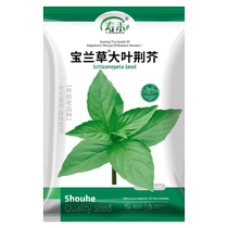 Shou Hebao orchid big leaf Nepeta seeds 10g seeds larvae vegetables rapeseed four seasons mustard seeds