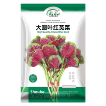 Shouhe large round-leaf red amaranth seeds 20g seeds larvae vegetable rapeseed four-season potted plants