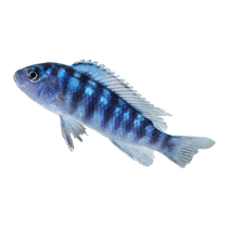 Sanhu cichlid live fish horse bream mini parrot rock habitat blue six rooms of light cold water easy to maintain and live tropical ornamental fish