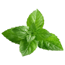 Shou He Bao Orchid Cat Mint Seeds Vegetable Seeds 300 capsules Four Seasons Vanilla Spearmint Mimosa Patchouli