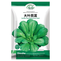 Shouhe large-leaf chrysanthemum seeds 30g seeds larvae vegetables rapeseed greens winter autumn and winter potted plants