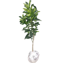 Three-red grapefruit saplings red-skinned red-fleshed fruit saplings easy-to-live fruit tree saplings planted in courtyard basins shipped with soil balls