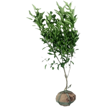 Jiangxi Gannan navel orange seedlings north and south courtyard potted ground planting easy-to-live fruit tree fruit seedlings shipped with soil balls