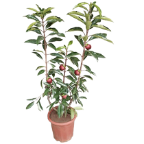 Mangosteen saplings fruit trees and fruit seedlings balcony courtyard basin planting easy-to-live fruit trees and fruit seedlings shipped with soil balls