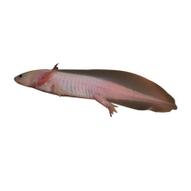 Hexagonal dinosaur fish salamander pet fish live cold water fish freshwater ornamental fish axolotl easy to raise and live internet celebrity fish