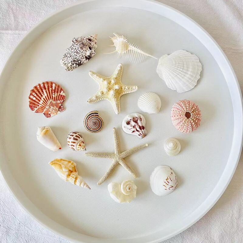 Natural Shells, Conch Shells, Starfish, Sea Urchin Shells, Kindergarten Crafts, DIY Photo Frames, Driftwood, Pine Branches, Wood Chips, Shells