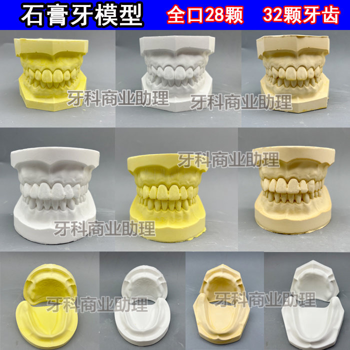 牙科模型 标准口腔教学模型 有牙无牙石膏学生练习全口石膏模型