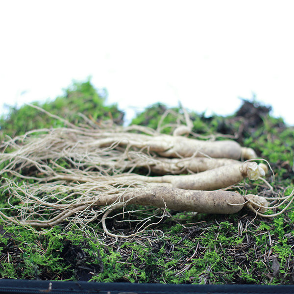 万河 长白山新鲜整根带土人参 120g 优惠券折后¥29包邮(¥39-10) 万河 长白山新鲜整根带土人参 120g 优惠券折后¥29包邮(¥39-10)