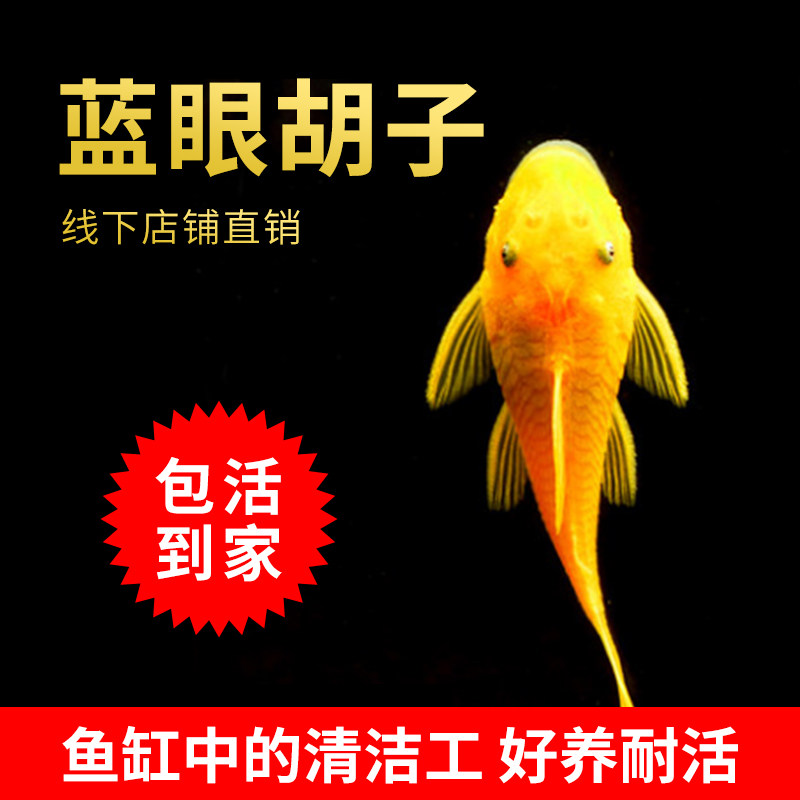 Clear Dolfo-Shaped Tool Fish Gold Blue Eye Large Beard Tropical Fish Ornamental Fish Living Freshwater Clean Trash Fish