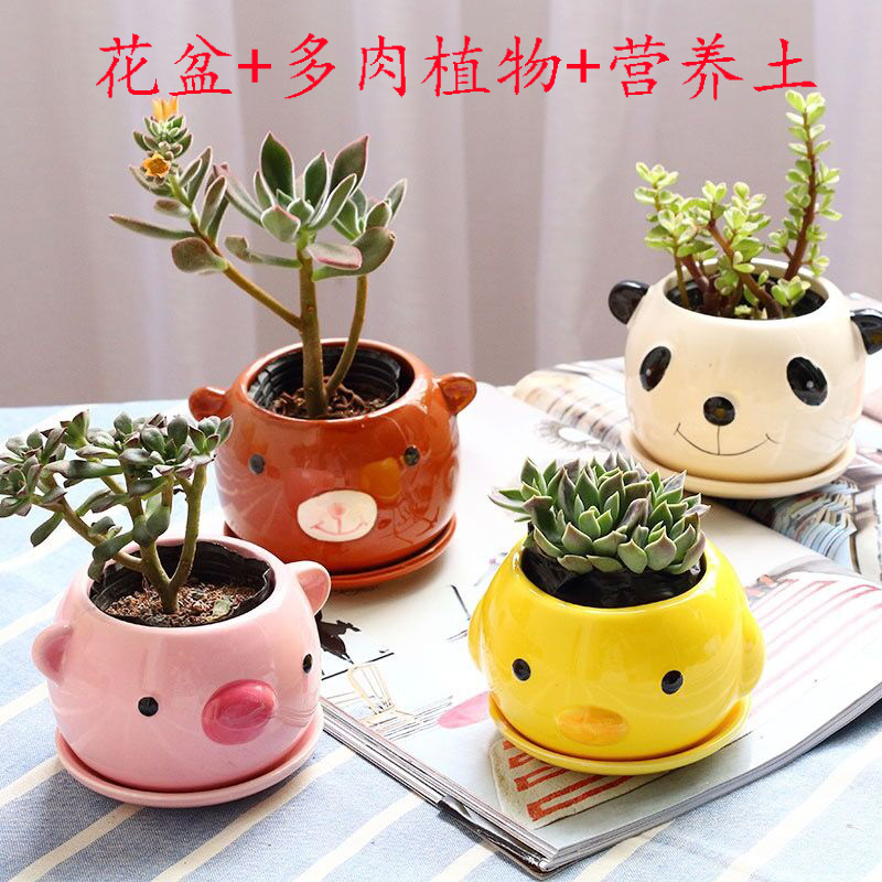 Multi-meat flowerpots Ceramic Resin Small Pig Mini Cuddly Creative with Dish Animals Cartoon Diy Students