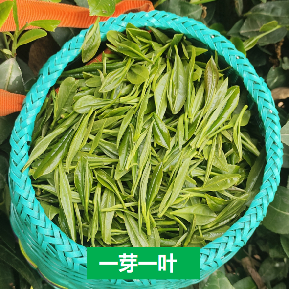 2025新鲜生茶叶未加工绿茶野生顺丰包邮！四川红茶现摘现发，让你