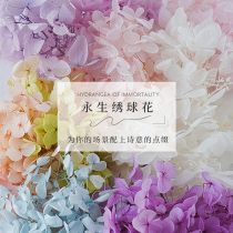 Immortal hydrangea nail photo props ins wind ornaments Net Red Food small dry bouquet photography background