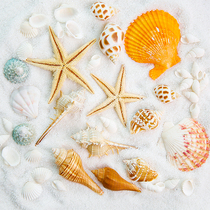 Natural starfish shell suit ins wind photo props Marine cosmetics swing shot Taobao photography shooting props