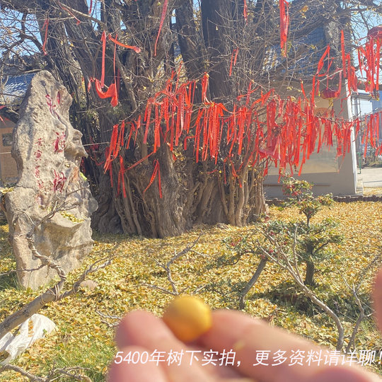 Ginkgo fruit, a thousand-year-old tree in Hui County, ginkgo nuts, ginkgo nuts, dried ginkgo fruit, pulped, stewed, stewed, stewed, powdered and now smashed