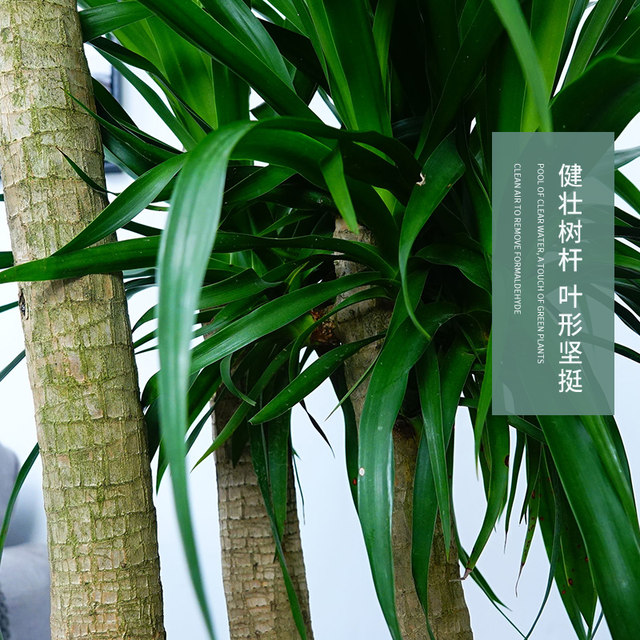 Hanyang Garden's multi-headed dragon's blood tree potted plant grows taller and absorbs formaldehyde to purify the air. Nordic style green plants