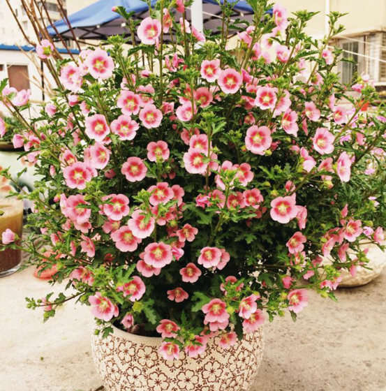 The multi-flowered hibiscus is particularly capable of blooming and is heat-resistant and blooms in multiple seasons. It is a green plant for the balcony and good for potted flowers and plants.