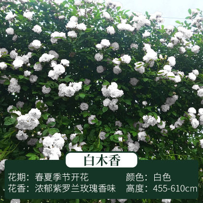 Woody flower seedlings Qilixiang potted climbing vines strong fragrance four seasons sweet mahogany flower seedlings rose climbing flowers