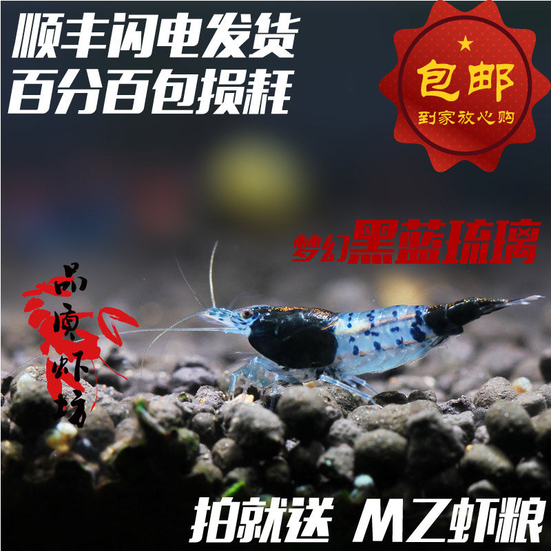 Quality shrimp shop Dream black and blue glass shrimp shrimp live shrimp grass tank Pet shrimp Ornamental shrimp report loss of shrimp food