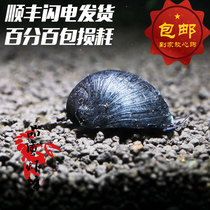 Quality shrimp square army cap snail living black diamond snail Efficient removal of cylinder wall algae snail Ornamental snail fish shrimp cylinder grass cylinder special